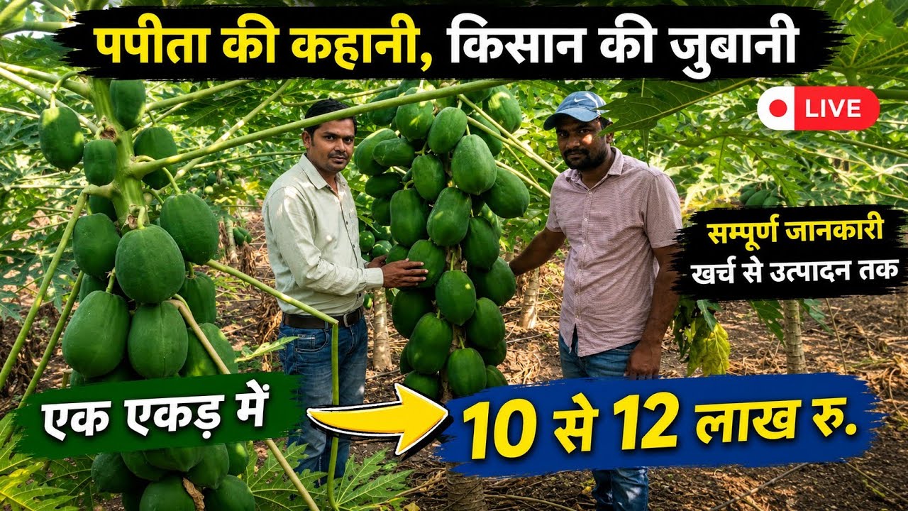 पपीता की खेती की संपूर्ण जानकारी | papaya farming |12 lakh in one acre | Farming | #Aasankheti