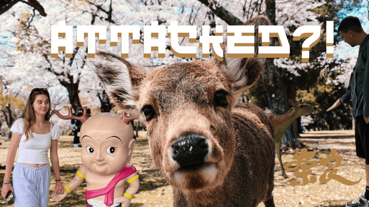 Getting Attacked By Deer At Nara Park, Japan & Trying Sashimi For The First Time!! 🦌🐟