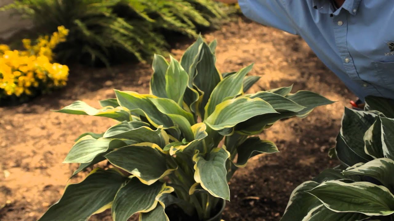 How Far Apart to Plant Hosta? : Garden Savvy