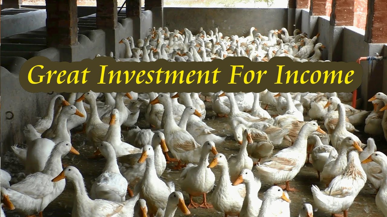 American Pekin Duck Farm For Eggs And Meat - Great Investment For Income