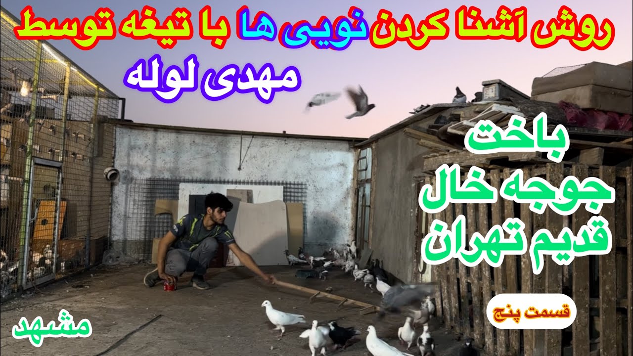 باخت جوجه خال قدیم طهران در چالش کهنه کردن۵۰کبوتر چاشنی توسط مهدی لوله/نظافت خانه اهوازی ها در مشهد