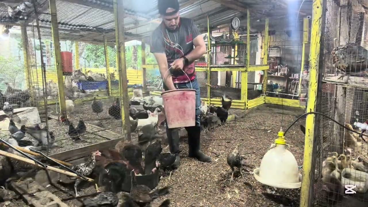 Pollos excelente , patos de granja y demás 🐓 🦆 