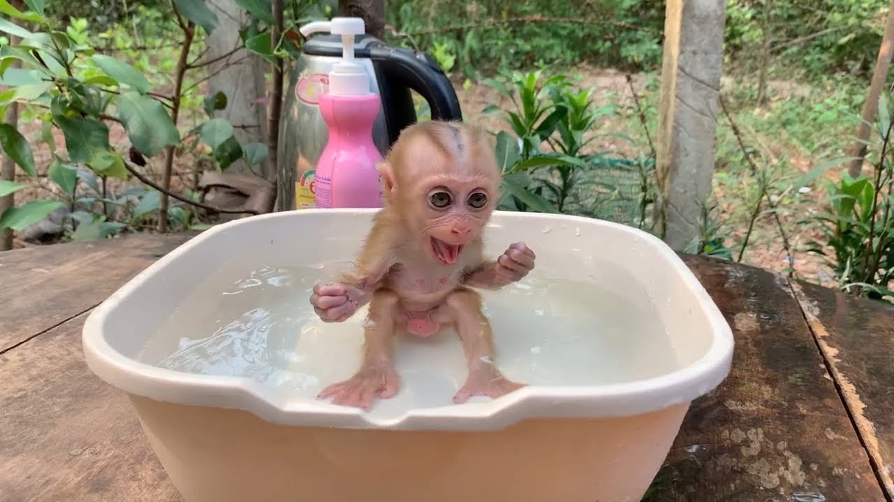 Ohh..!! why BB mnkey sc..eam loud & look so anqrrii in bathtub