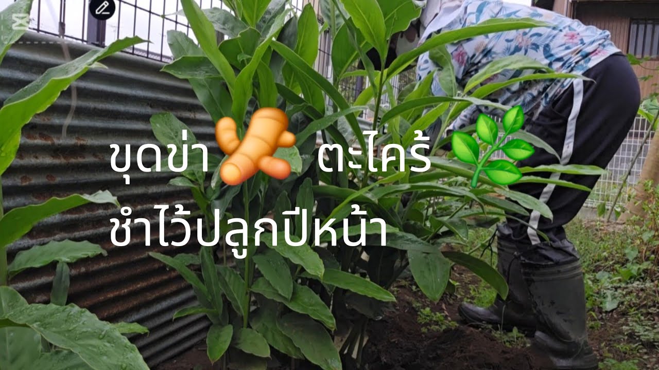 ขุดข่า🫚 ตะไคร้🌿 ชำไว้ปลูกปีหน้า