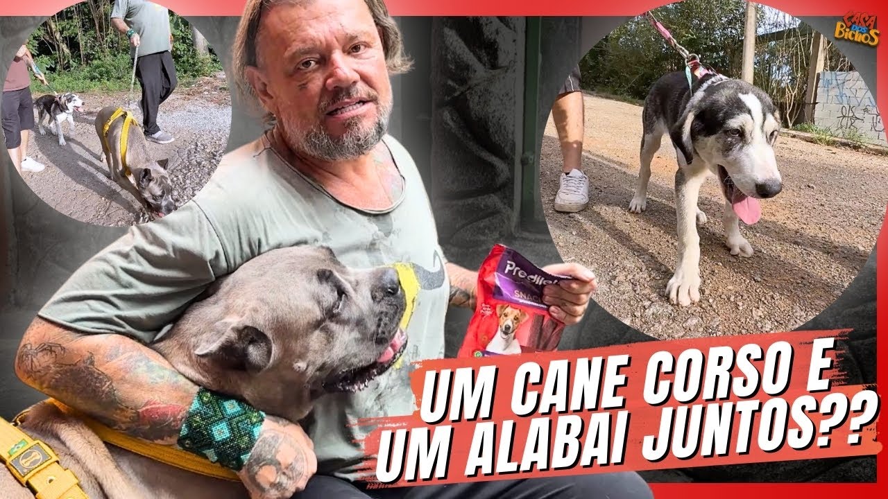 ESSA DICA PODE SALVAR A VIDA DO SEU CACHORRO! | A CASA DOS BICHOS