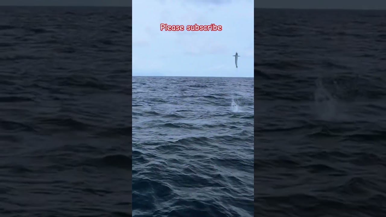 #fishing #fishingvideo #fishinglife #fishingtips #fishingchannel #fishingtips #fishingpassion