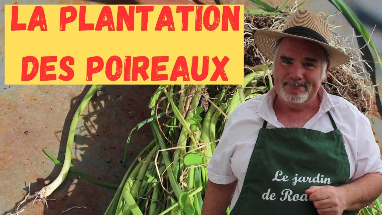 Quand planter vos poireaux pour une récolte abondante?