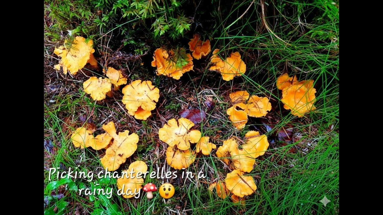 Picking chanterelles in a rainy day🍄😮#silentvlog