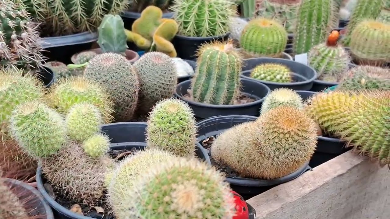 Meus cactos #cactus #cactos #garden #gardening #gymnocalicium #echinopsis #rabodemacaco #jardim 