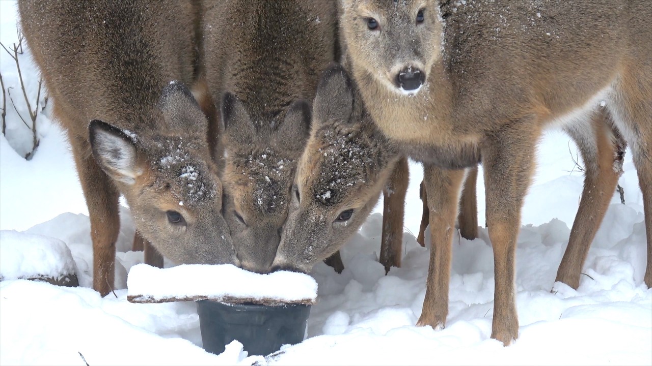 소금 맛보라고 새끼 사슴들 다 우리집에 보냄.