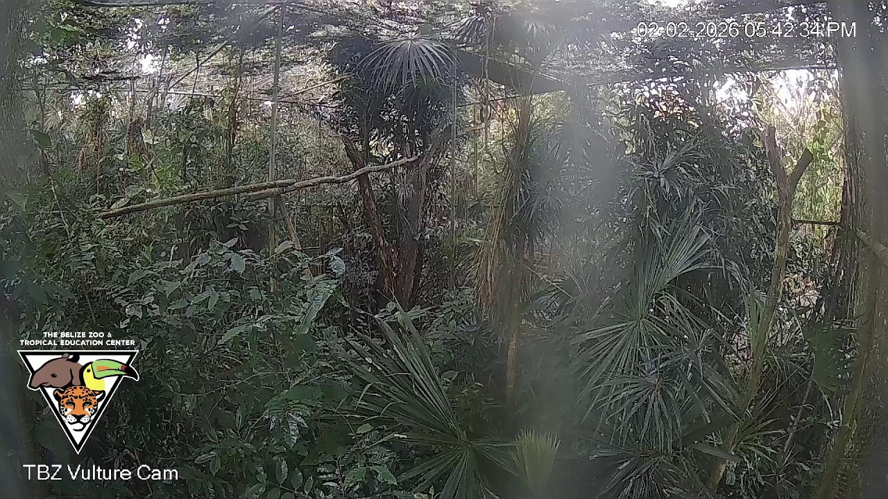 The Belize Zoo Live Cam