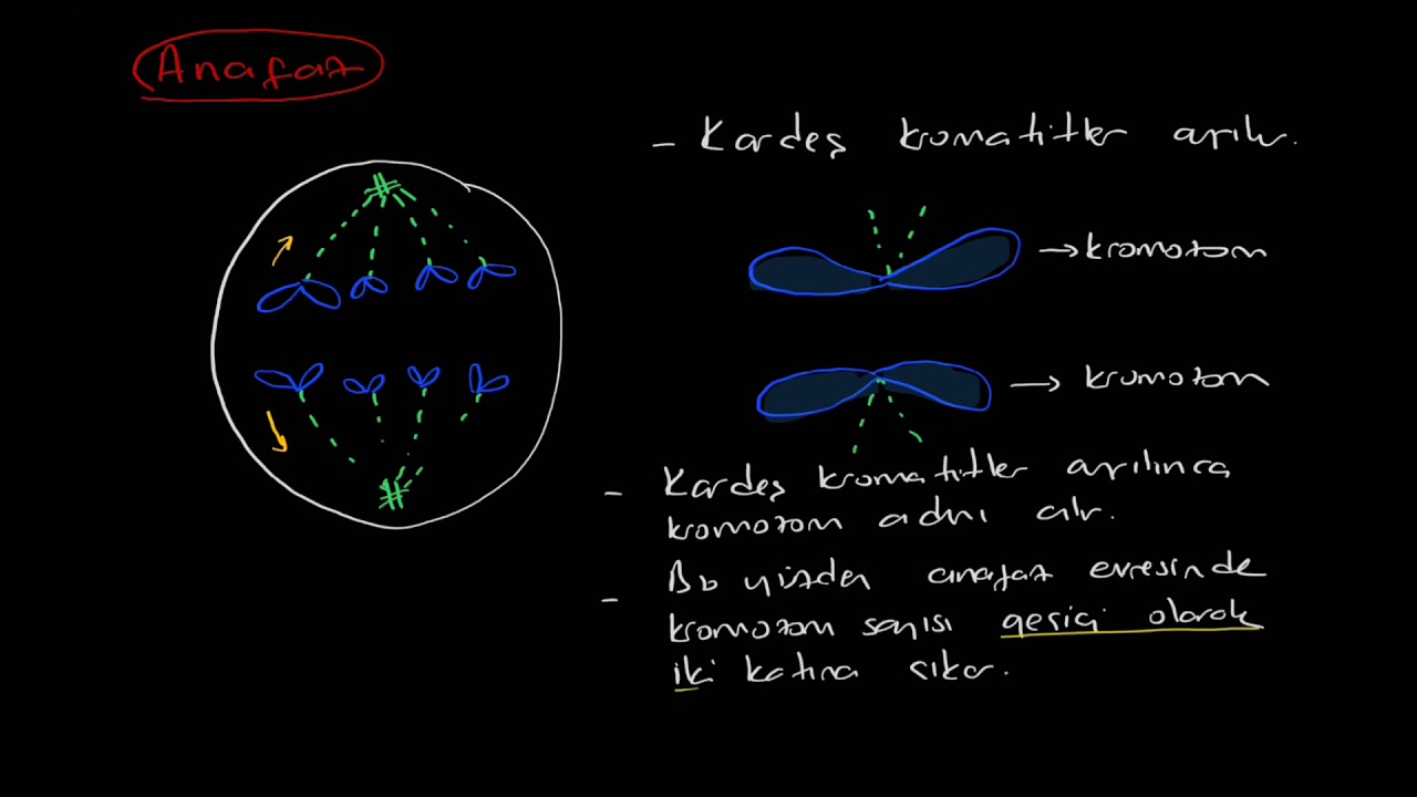Mitoz bölünme ve aşamaları (karyokinez, sitokinez)