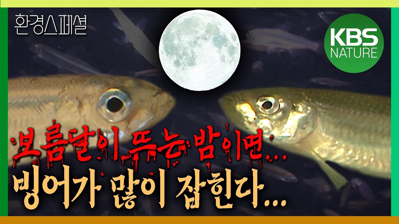 보름달이 뜨면 빙어가 많이 잡힌다. 그 이유는? [환경스페셜-호수에 갖힌 빙어, 바다를 꿈꾸다] /KBS 20040324 방송