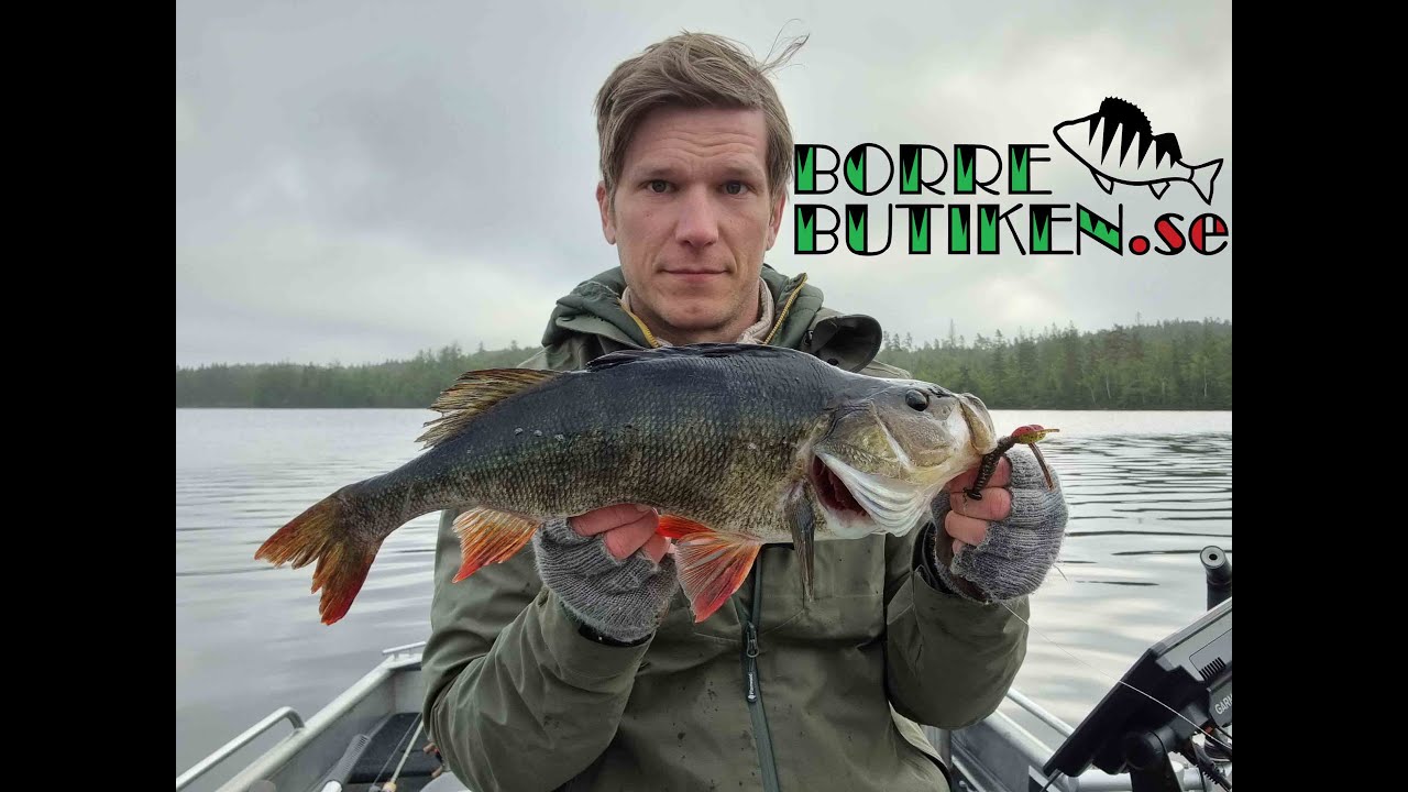 Insjöfiske efter Abborre