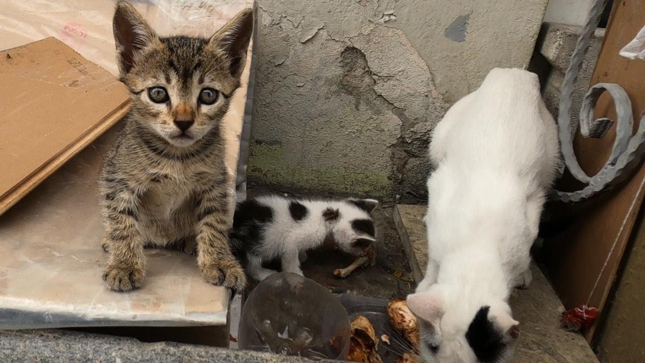 Stray Mother Adopted a Kitten Whose Mother Died in Car Accident - She is Raising Her as Her Own!