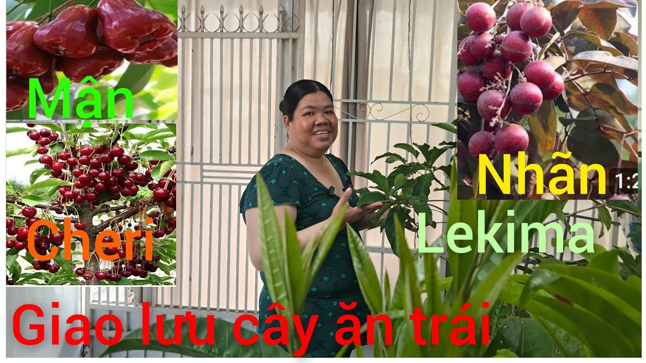 Hồng cây giống giá rẻ miền Tây giao lưu cây ăn trái chùm giuộc, lekima, vú sữa,chanh