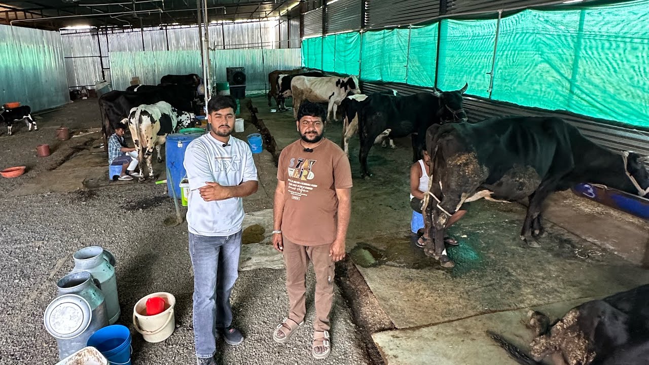 15 दुधारू 🐄 गायों से कमाते है 1 लाख 20 हज़ार सूखा मुनाफा | नए पशु पालक जरूर देखे | The Indian Dairy 