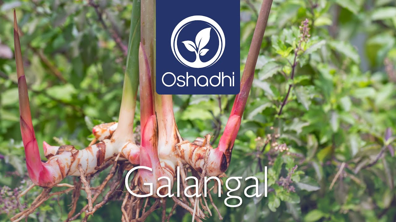 Galangal (Alpinia galanga) | Essential-Oil-Plant Portrait by Dr. Malte Hozzel