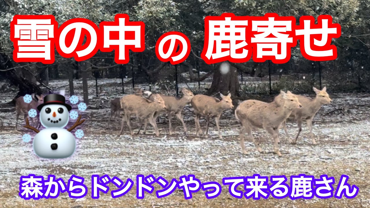 雪の中の鹿寄せ☃️森からドンドンやって来る鹿さん🫎外国人観光客も大満足NARA  PARK