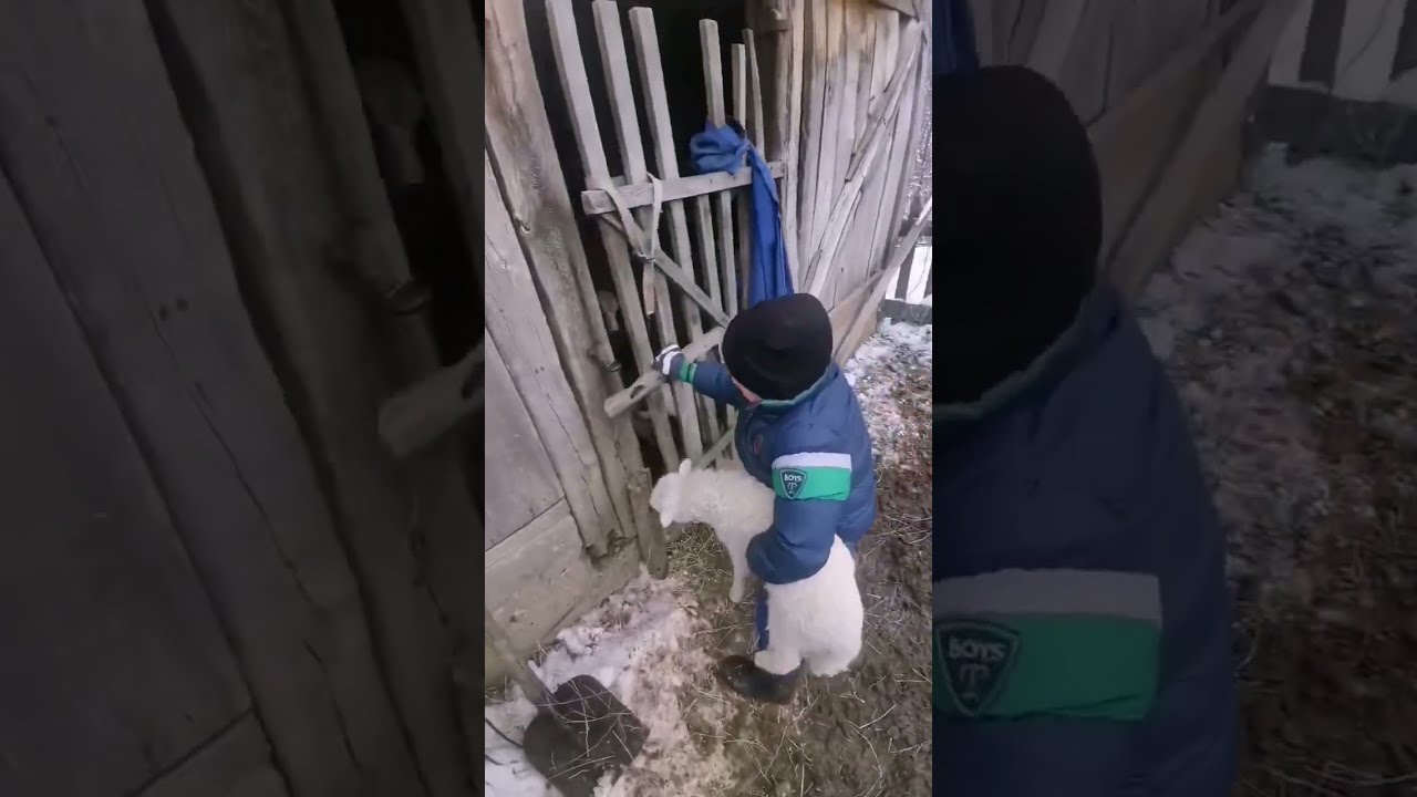 Dječak brine o ovcama i kozama 🐑🌿