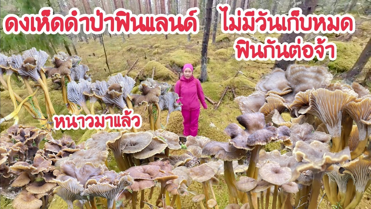 🍄มาจ้าฟินกันต่อ เก็บเห็ดก่อนหิมะลง รีบเก็บรีบขายจ้า