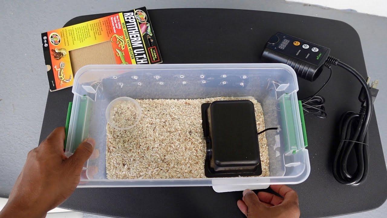 Hognose Snake Enclosure Setup for Baby Snakes
