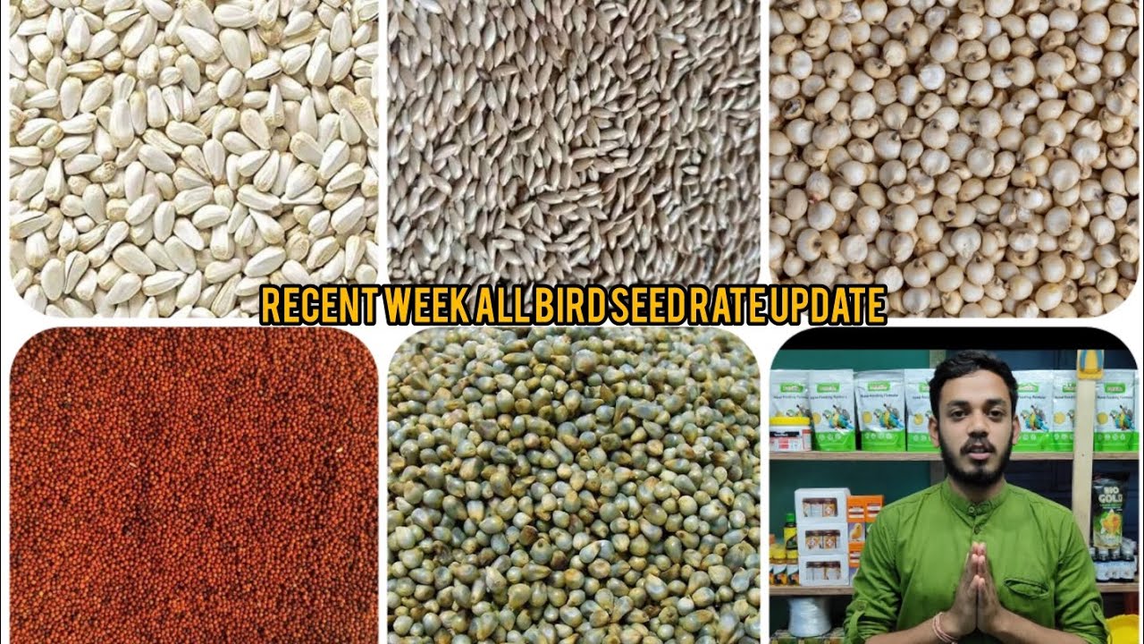 Recent week Bird seed rate update Kolkata/Taherpur #birdsseed #galiffstreet #deyaviary #lovebirds
