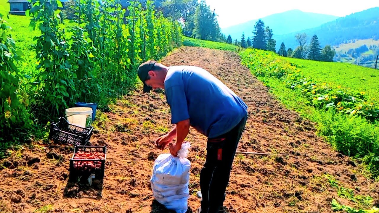 Rural Life: Harvesting Potatoes by Hand in the Mountains.