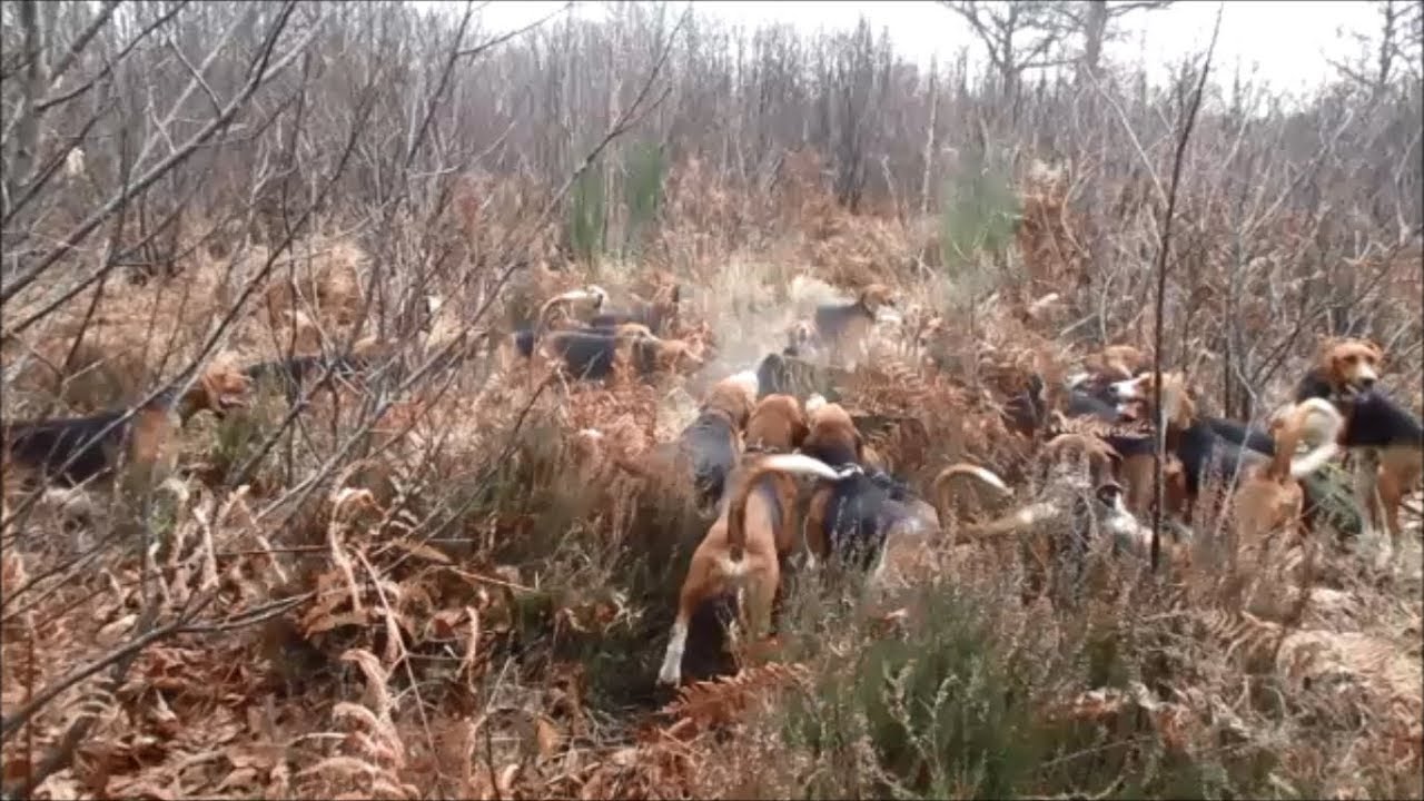 Compilation vidéos chasse sanglier 2018 avec meute d'anglos