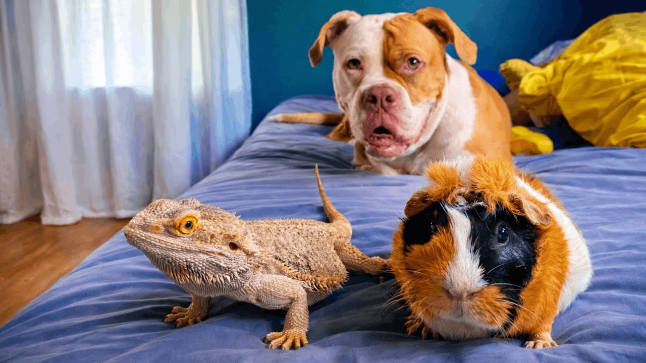 A Dog, a Guinea Pig, a Lizard… and a Family Built on Trust