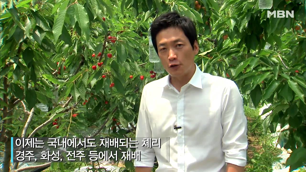 달콤! 국산 체리가 수입보다 달다?