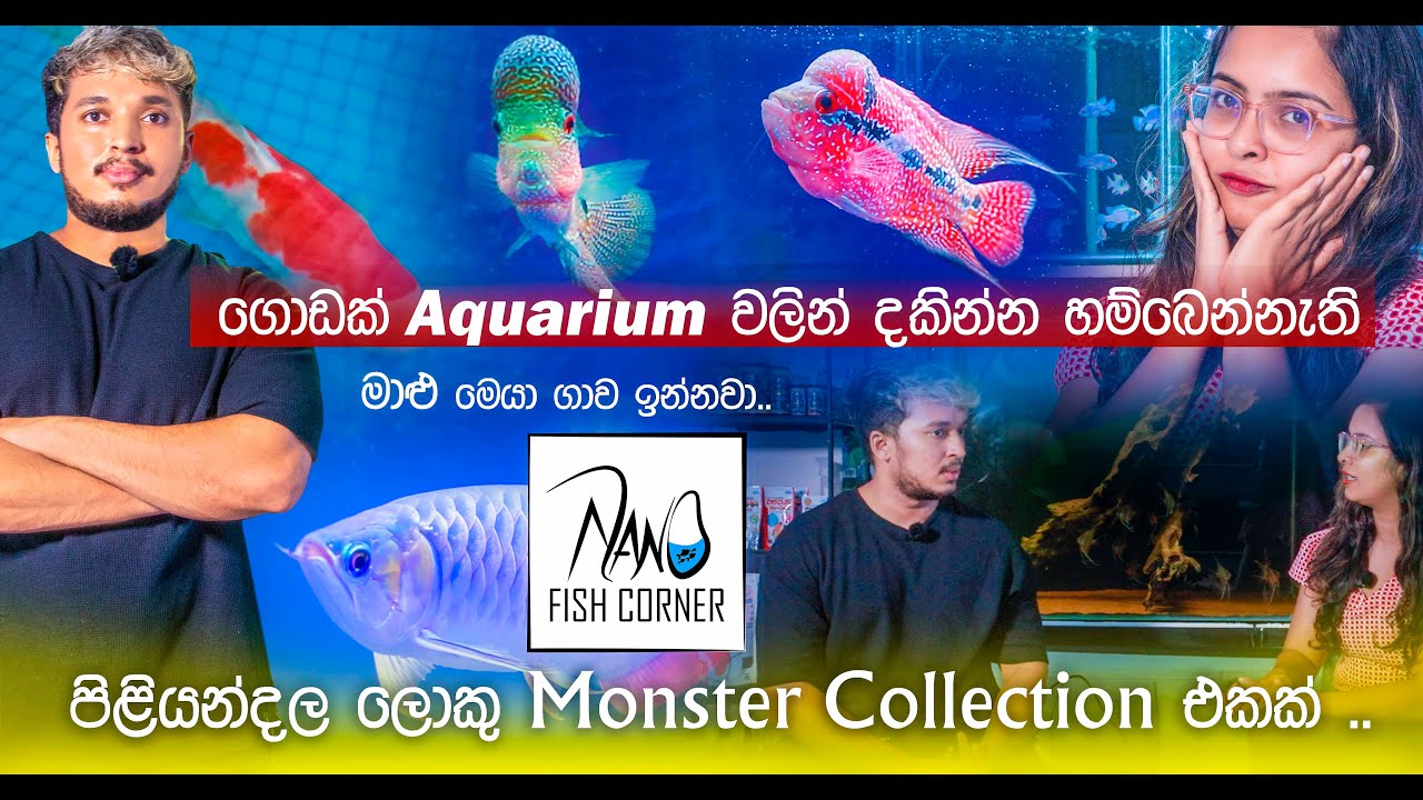Nano Fish Corner Aquarium  | පිළියන්දල ලොකු monster collection එකක් | Aquarium Talk Srilanka