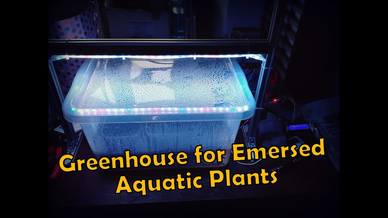 Diy Greenhouse for Emersed Aquatic Plants
