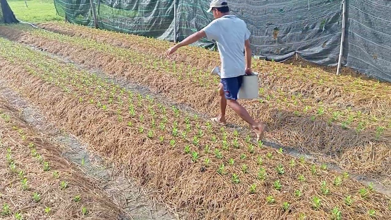hoa cúc giống Tí-Loa.khu chuyên phalê trồng xong đang chăm sóc Zalo 0702645924