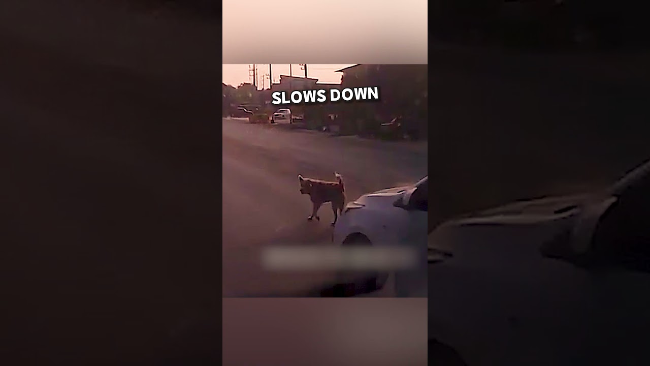 Why This Brave Dog Refused To Move An Inch