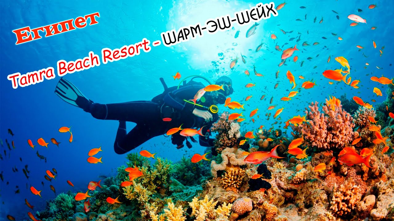 Tamra Beach Resort - Шарм-эш-Шейх.   2021 год