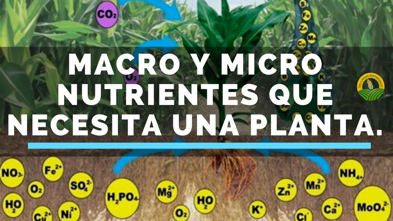 Macro y Micro Nutrientes que necesita una planta.