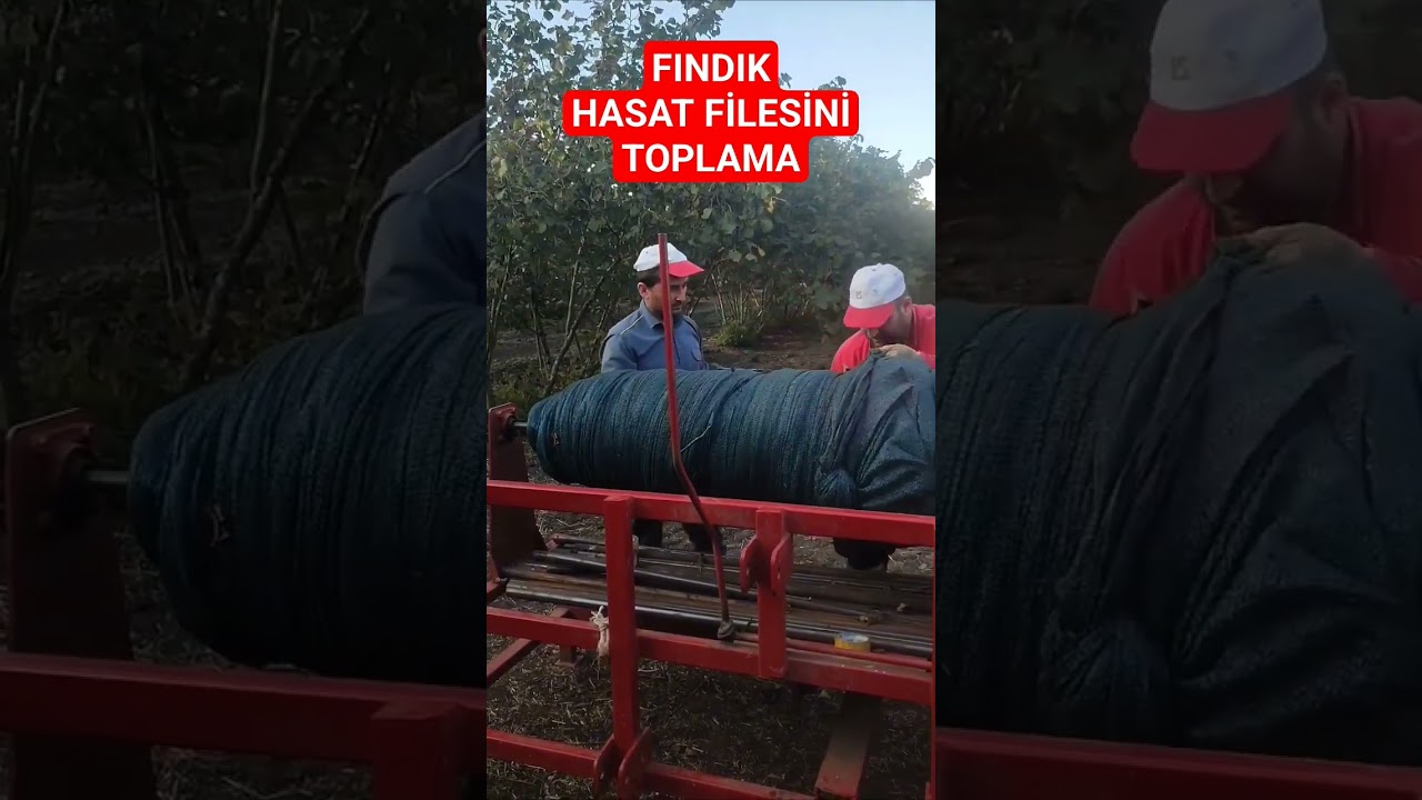 Fındık HASAT FİLESİ Nasıl Toplanır ? #fındık #hasat #hasatfilesi #shorts
