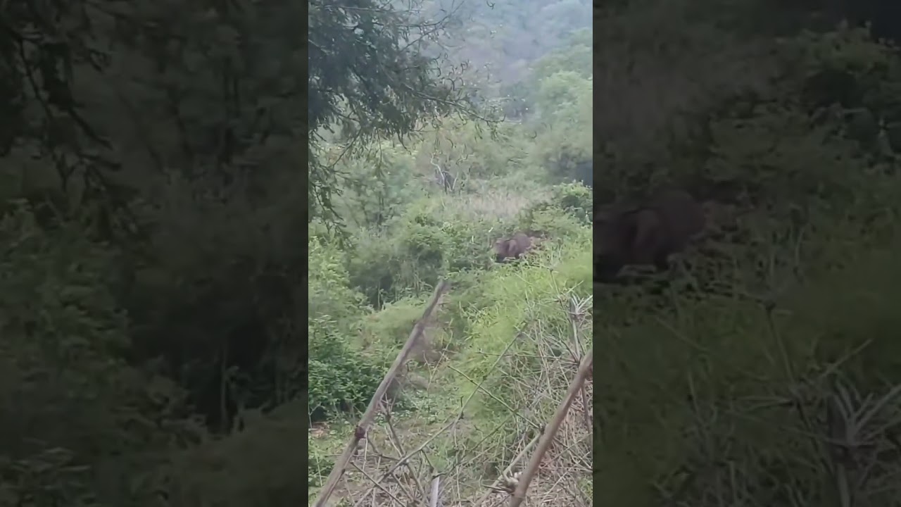 Elephant sighting @ muthathi forest #forest #nature #elephant #muthathi