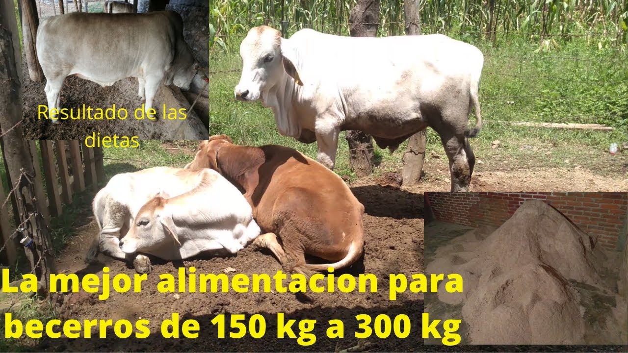 Dieta de iniciación para becerros de 150 kg a 300 kg de peso.