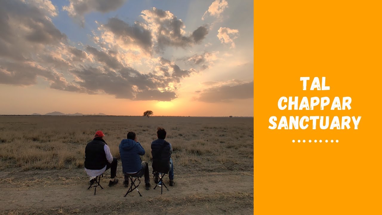 Wildlife of Tal Chappar Sanctuary