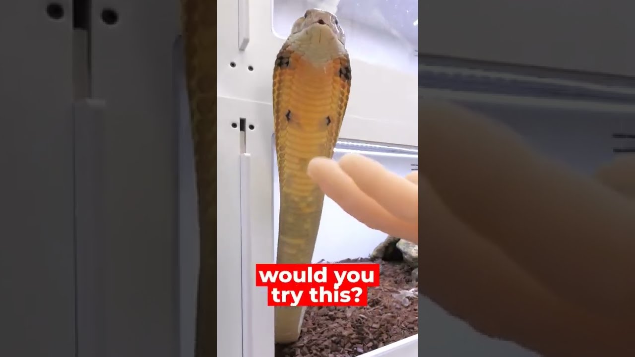 how to safely pet a king cobra  ( Venomous Snake )