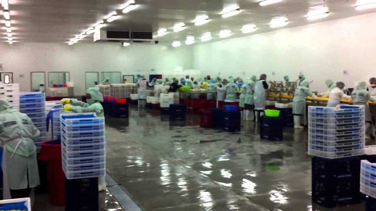 Proceso de Mango Congelado