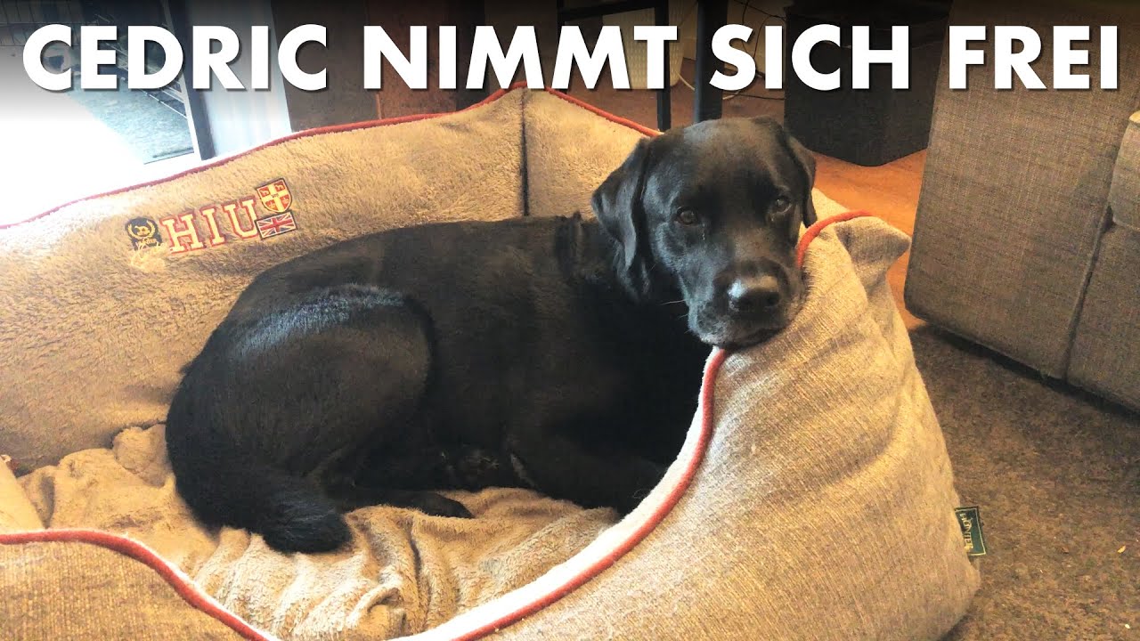 Cedric der Labrador - 264 | Cedric nimmt sich frei