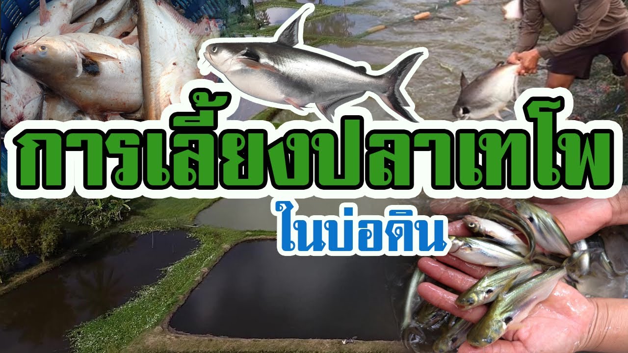 การเลี้ยง | ปลาเทโพ | บ่อดิน