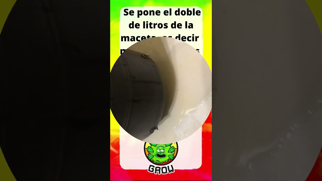 C&oacute;mo hacer lavado de ra&iacute;ces