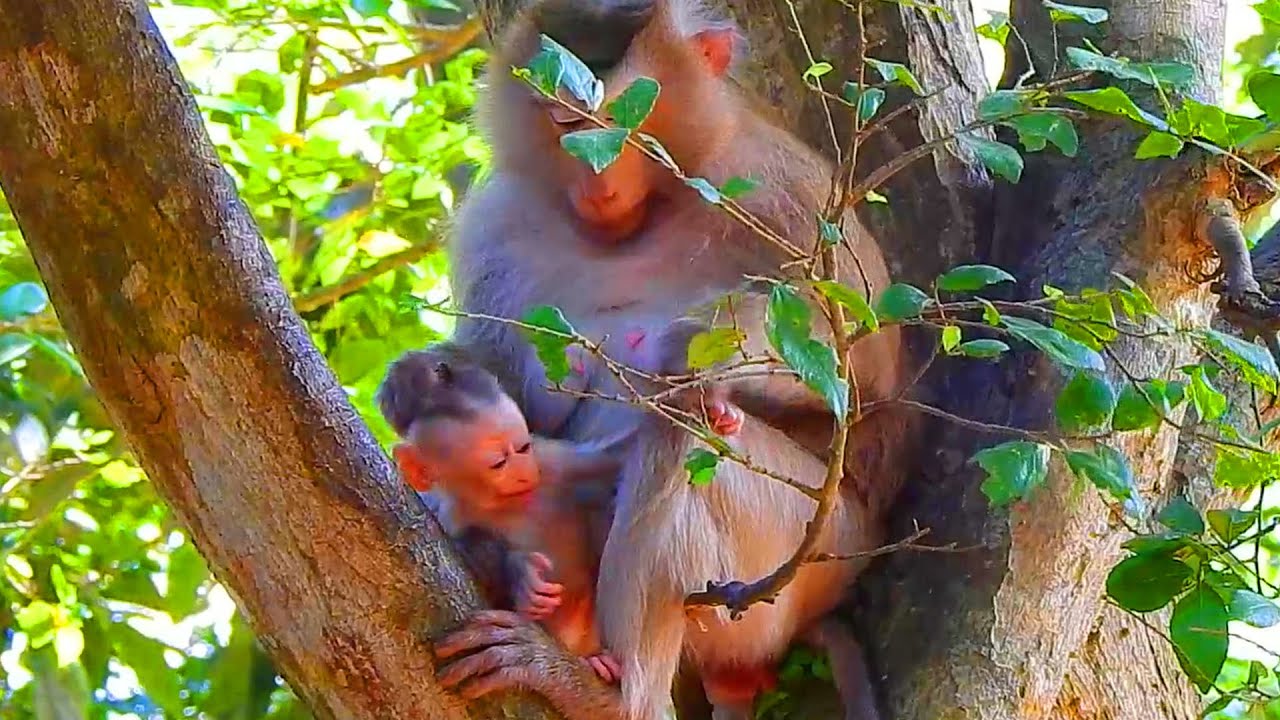 Rose disciplined baby Rina interfere her rest, Rina is playful at this age not listening her mother