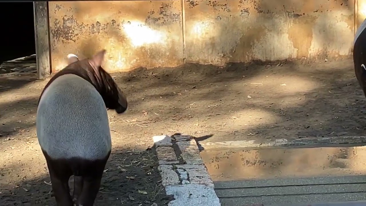 とべ動物園マレーバク　ナナハ　ヒメナ