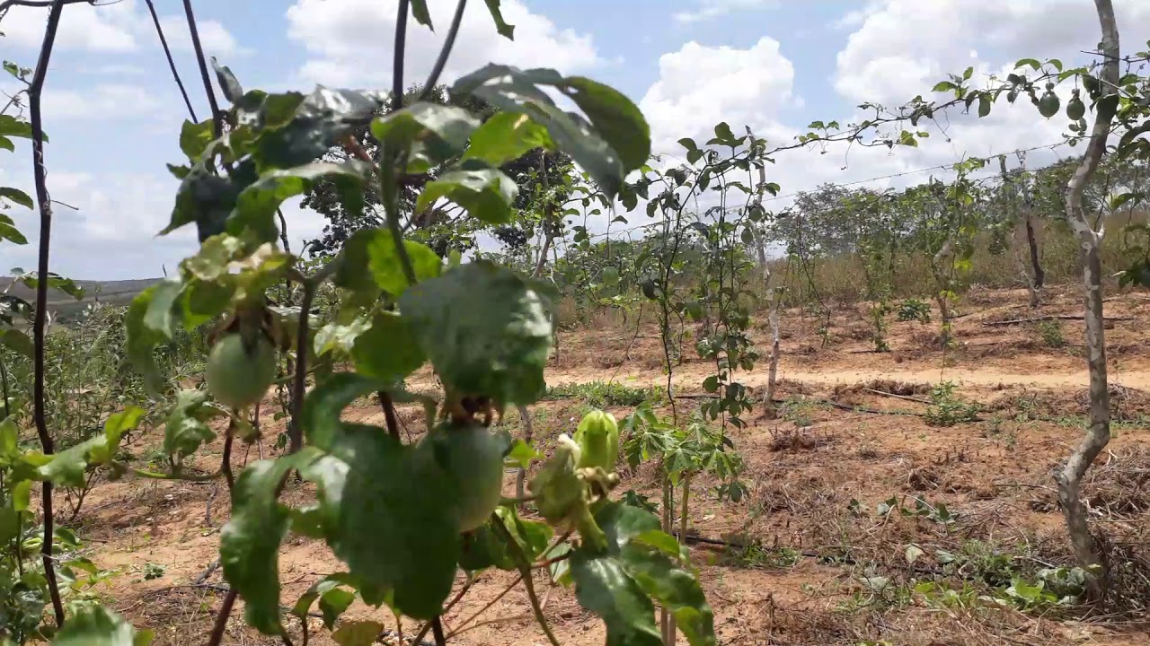 Qual a melhor época para plantar maracujá