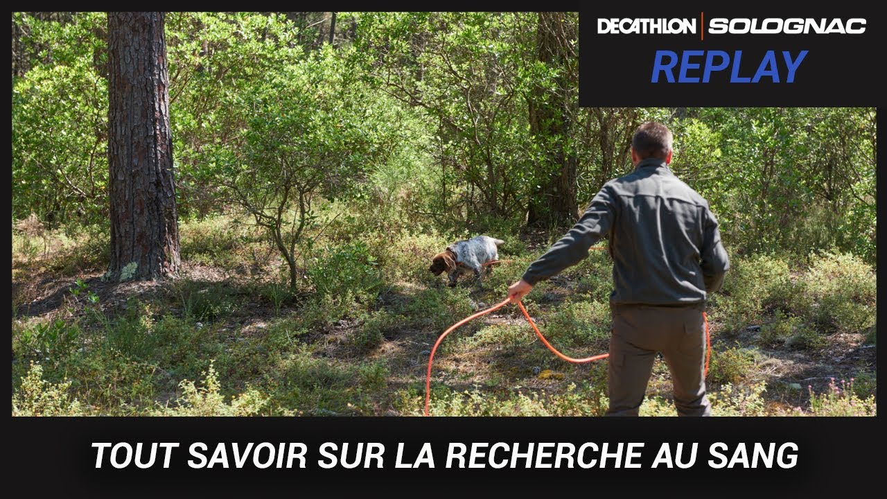 SALON DE LA CHASSE SOLOGNAC 2021 : CONDUCTEUR DE CHIEN DE SANG, C'EST QUOI ?